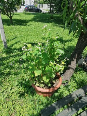 Lonec-z-medonosnimi-rastlinami